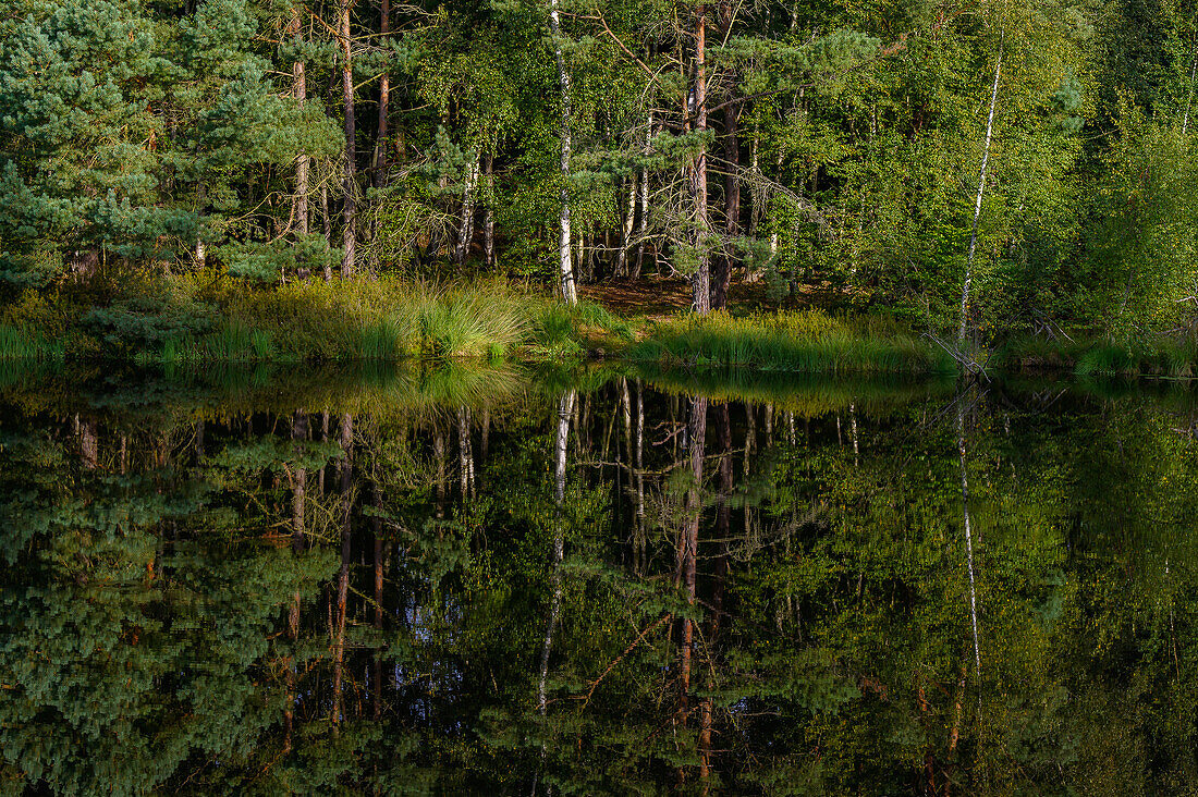 Landschaft am Mümmelkensee, Bansin, Usedom, Ostseeküste, Mecklenburg-Vorpommern, Deutschland