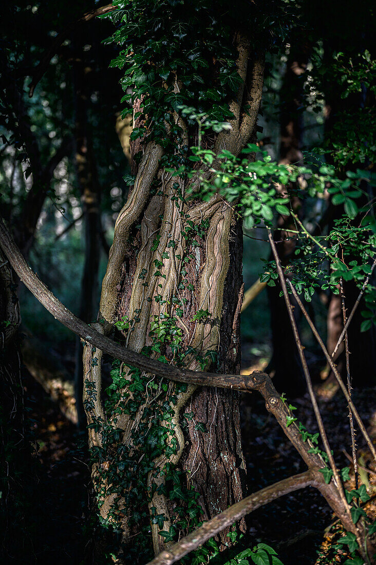Alte Mammutbäume am Naturlehrpfad, Darßer Ort, Halbinsel Darß, Ostseeküste, Mecklenburg-Vorpommern, Deutschland