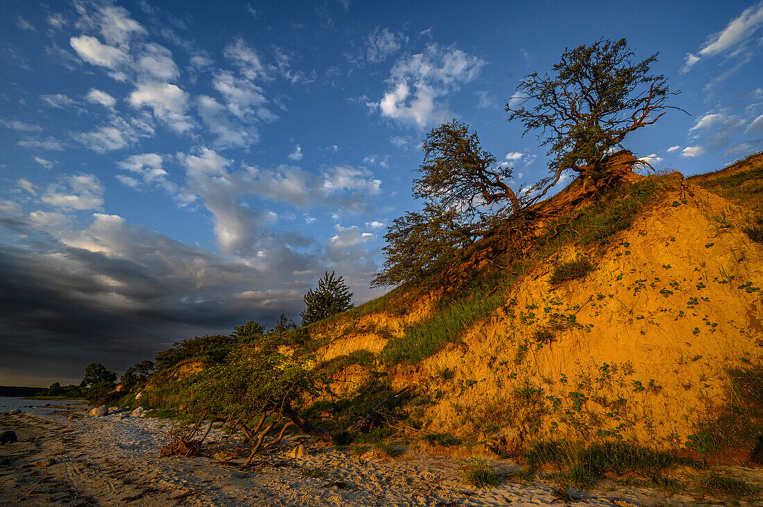 Naturschutzgebiet Halbinsel Devin bei Stralsund, Ostseeküste, Mecklenburg- Vorpommern, Deutschland