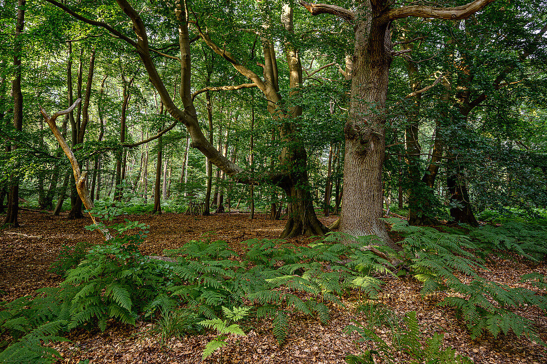 Ribnitzer Großes Moor, Dierhäger Moor bei Graal-Müritz, Ostseeküste, Mecklenburg-Vorpommern, Deutschland