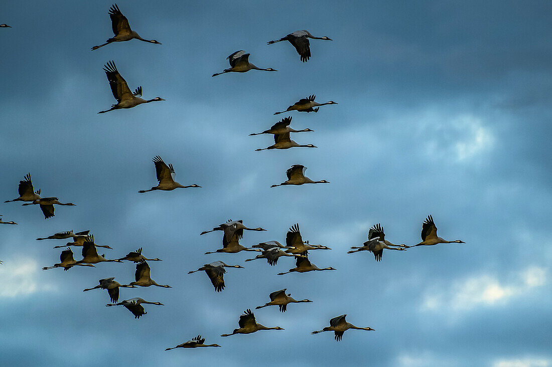  Cranes on the Peene, Menzlin near Anklam, Baltic Sea coast, Mecklenburg Western Pomerania Baltic Sea coast, Mecklenburg Western Pomerania, Germany 