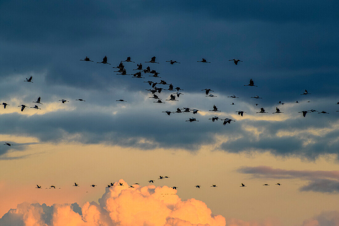 Fliegende Reiher an der Peene im Sonnenuntergang, Menzlin bei Anklam, Ostseeküste, Mecklenburg-Vorpommern, Deutschland