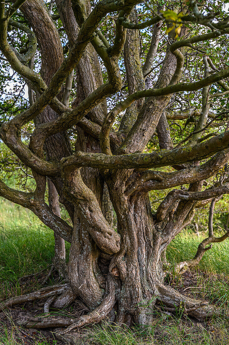 Alter Baum, Naturschutzgebiet auf der Halbinsel Devin bei Stralsund,  Ostseeküste, Mecklenburg-Vorpommern, Deutschland