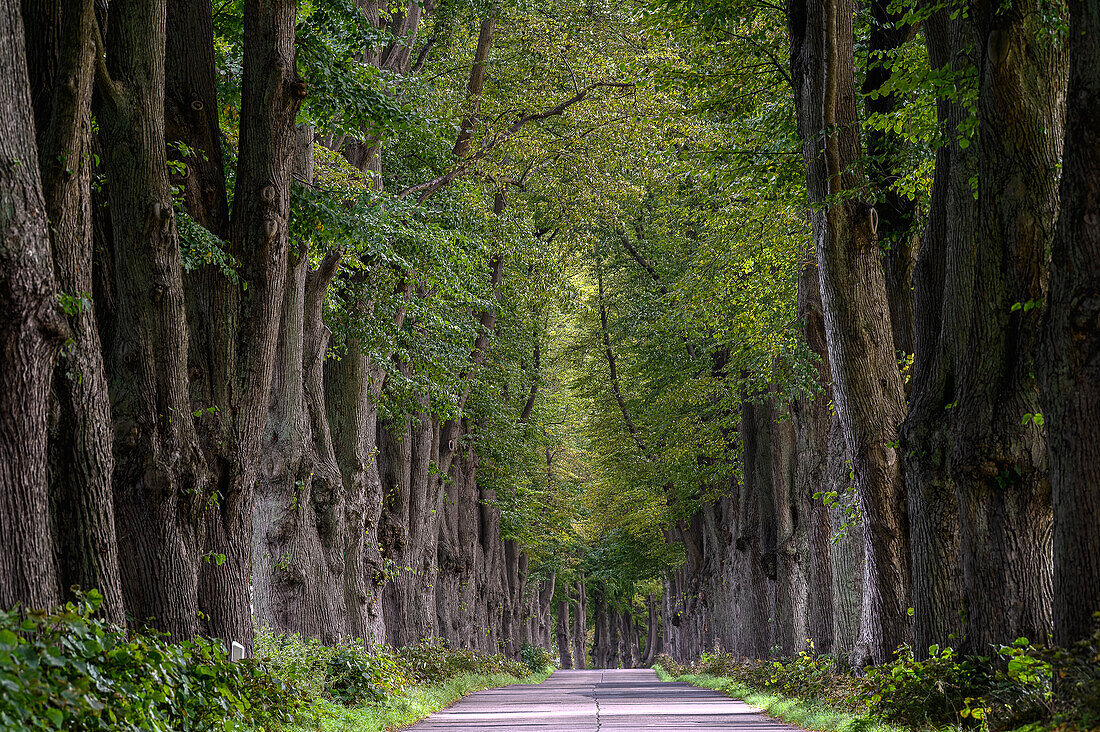  Longest tree avenue on Usedom near Krummin, Usedom, Baltic Sea Coast, Mecklenburg Western Pomerania Baltic Sea Coast, Mecklenburg Western Pomerania, Germany 