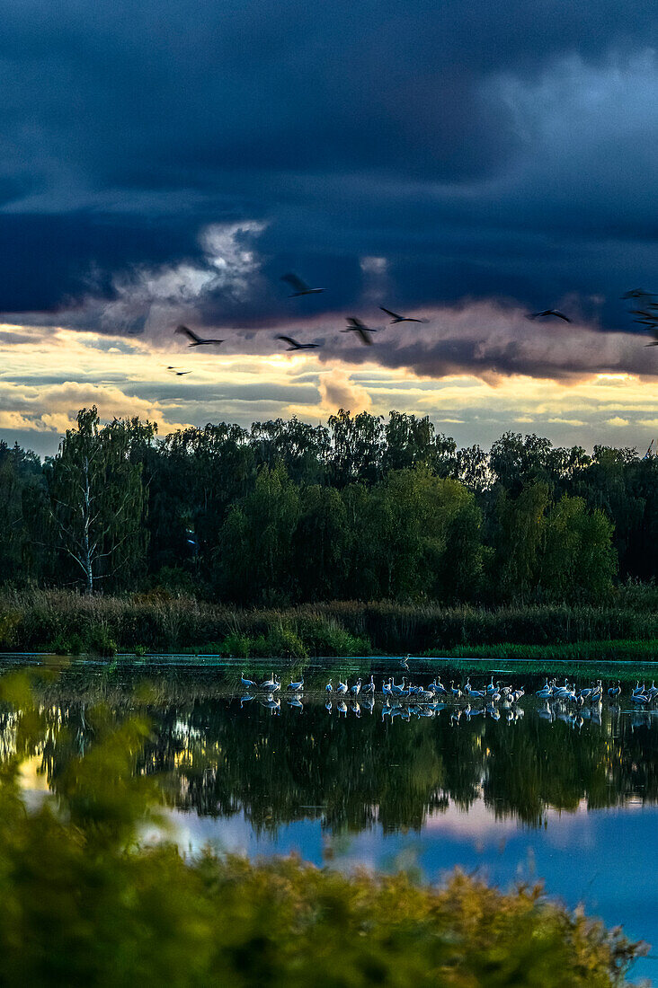 Kraniche im Sonnenuntergang an der Peene, Menzlin bei Anklam, Ostseeküste, Mecklenburg-Vorpommern, Deutschland
