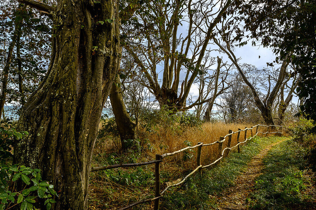 Landschaft auf der Insel Greifswalder Oie, Ostseeküste, Mecklenburg-Vorpommern, Deutschland