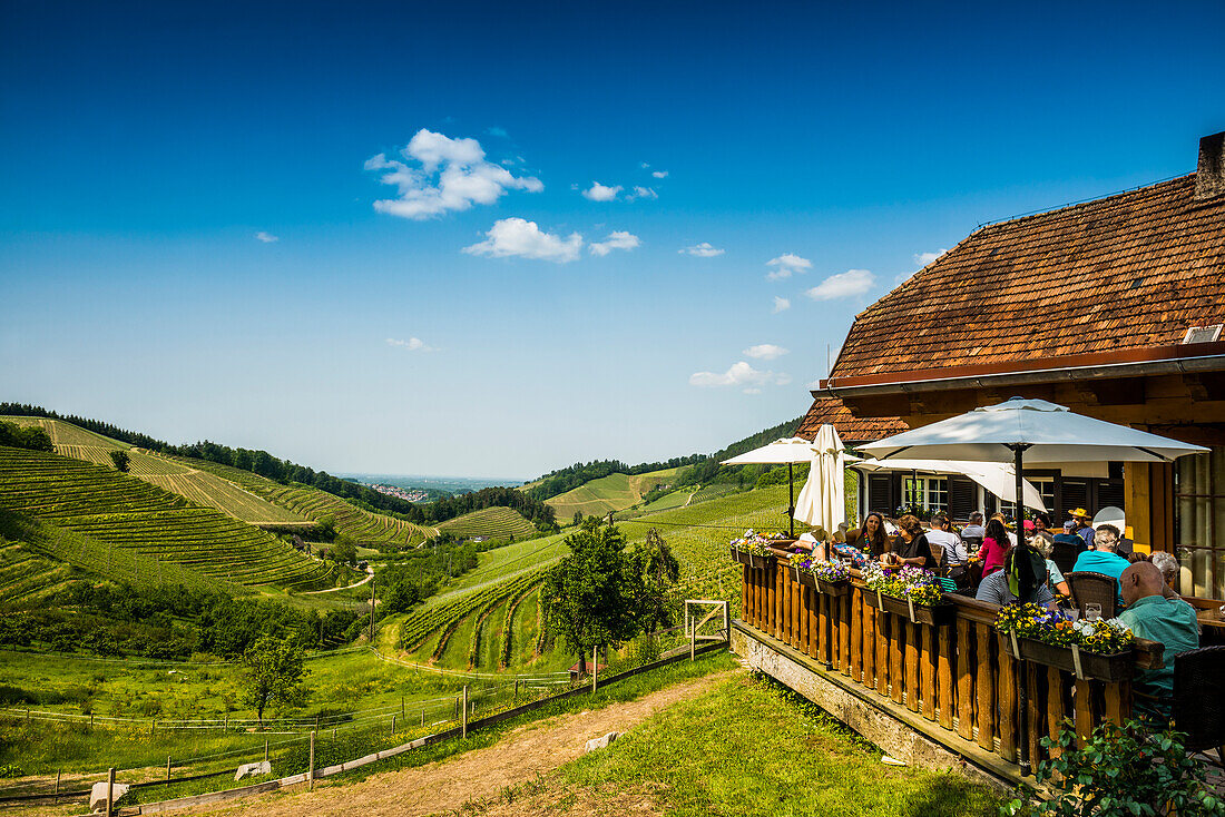  Vineyards and mountain inn, Hummelswälder Hof, Durbach, Ortenau, Black Forest, Baden-Württemberg, Germany 