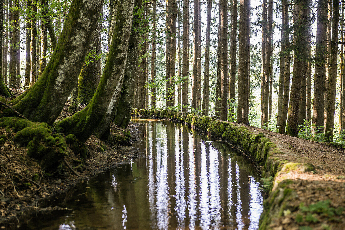  Stream and hiking trail in the forest, Heidenwuhr, Rickenbach, Hotzenwald, Southern Black Forest, Black Forest, Baden-Württemberg, Germany 