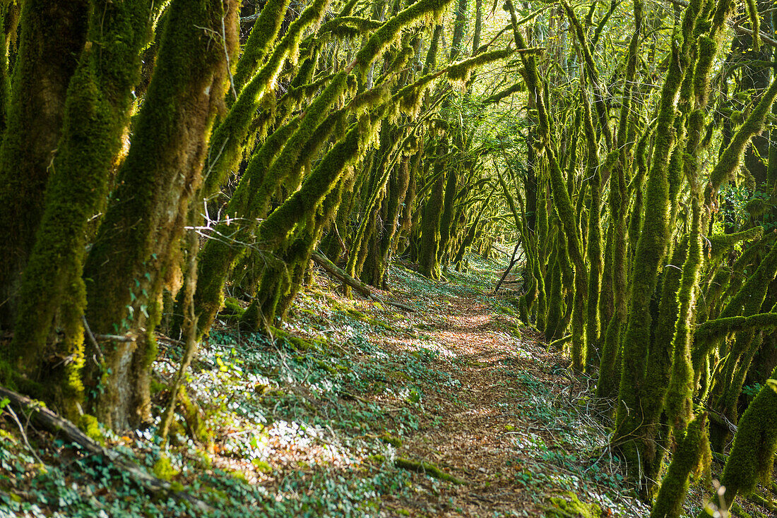 Wanderweg durch Wald mit Moos, Tal der Loue, Lizine, bei Besançon, Département Doubs, Bourgogne-Franche-Comté, Jura, Frankreich