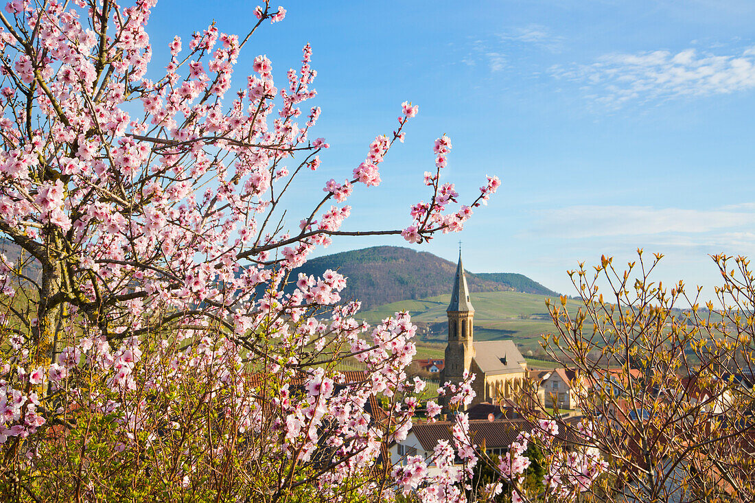 Mandelblüte in Birkweiler an der Weinstraße, Rheinland-Pfalz, Deutschland