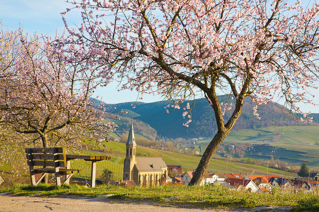  Almond blossom in Birkweiler an der Weinstrasse, Rhineland-Palatinate, Germany 