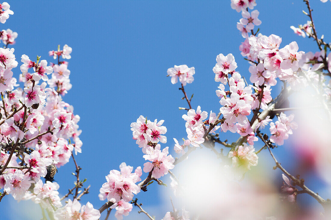 Mandelblüte (Prunus dulcis) in Gimmeldingen, Neustadt an der Weinstraße, Rheinland-Pfalz, Deutschland