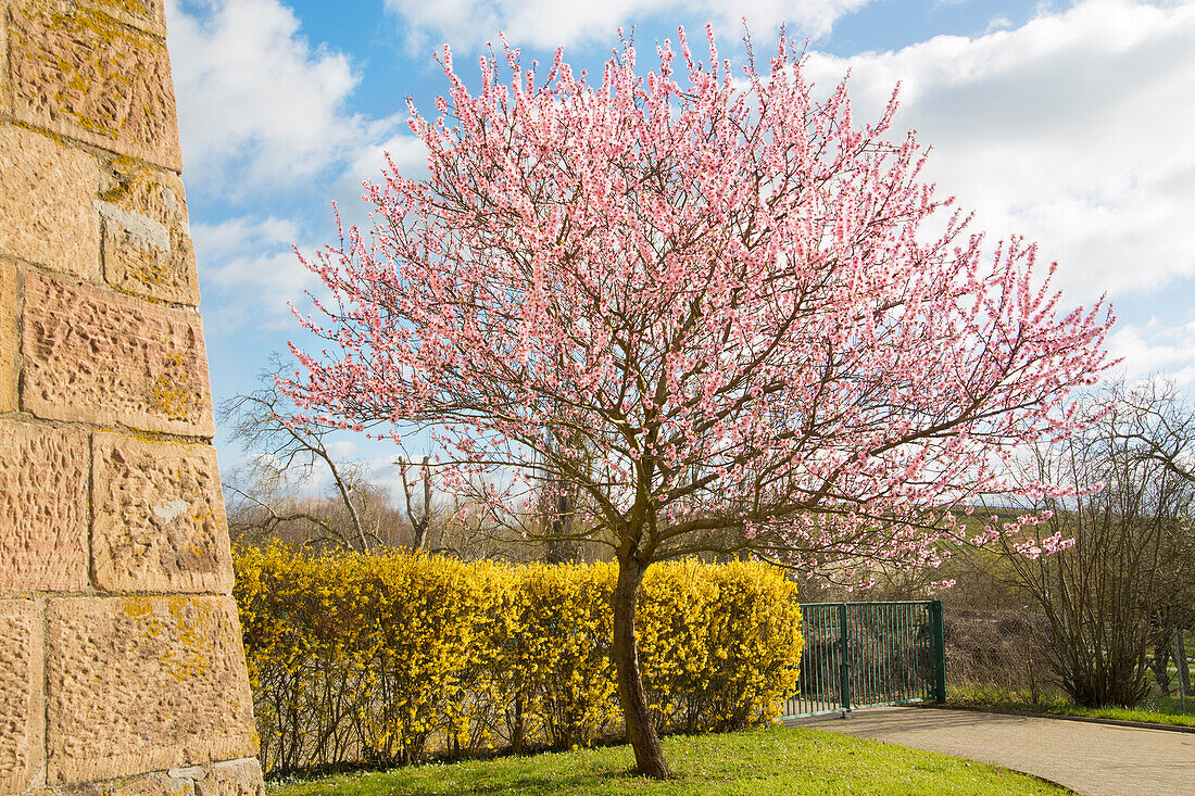 Mandelblüte am Geilweilerhof, Siebeldingen, Rheinland-Pfalz, Deutschland