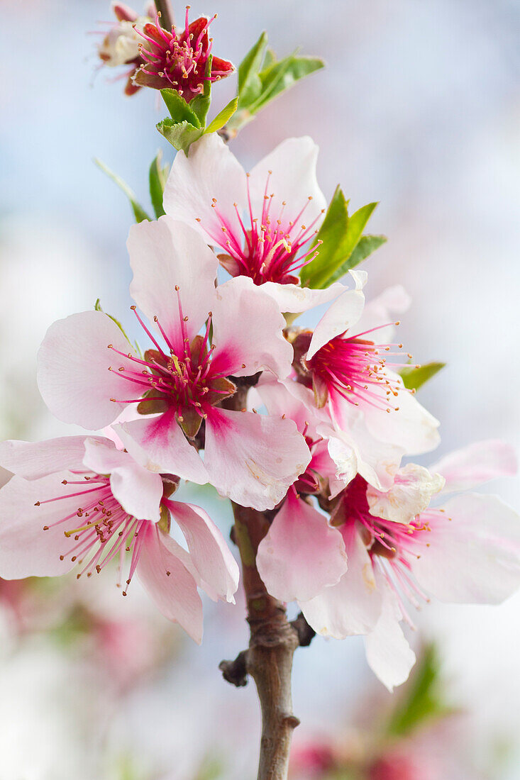  Almond blossom in Gimmeldingen, Neustadt an der Weinstrasse, Rhineland-Palatinate, Germany 