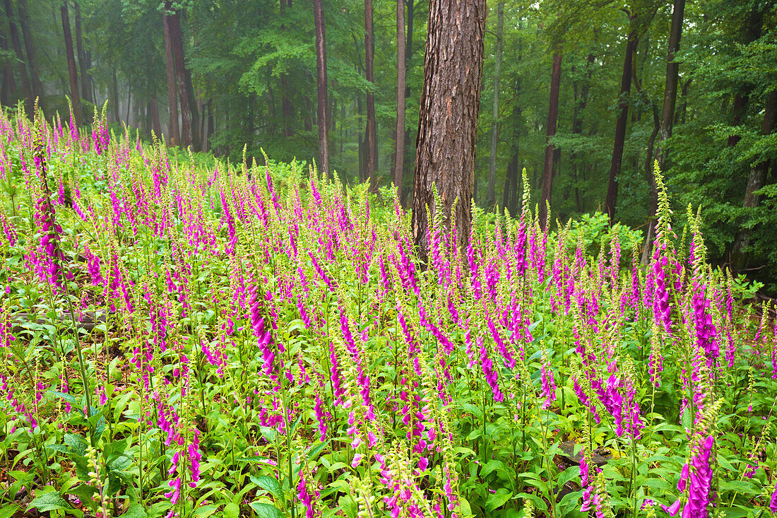  Blooming foxglove in the Palatinate Forest, Maikammer, Rhineland-Palatinate, Germany 