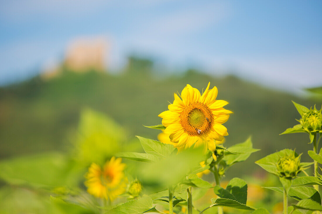  Sunflowers in the background, out of focus, the Hambacher Schloss in Neustadt an der Weinstrasse, Rhineland-Palatinate, Germany  