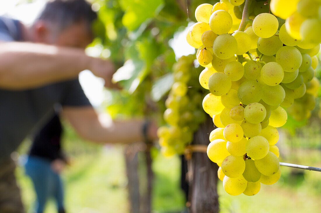  Grape harvest in a vineyard, Landau in der Pfalz, Rhineland-Palatinate, Germany 