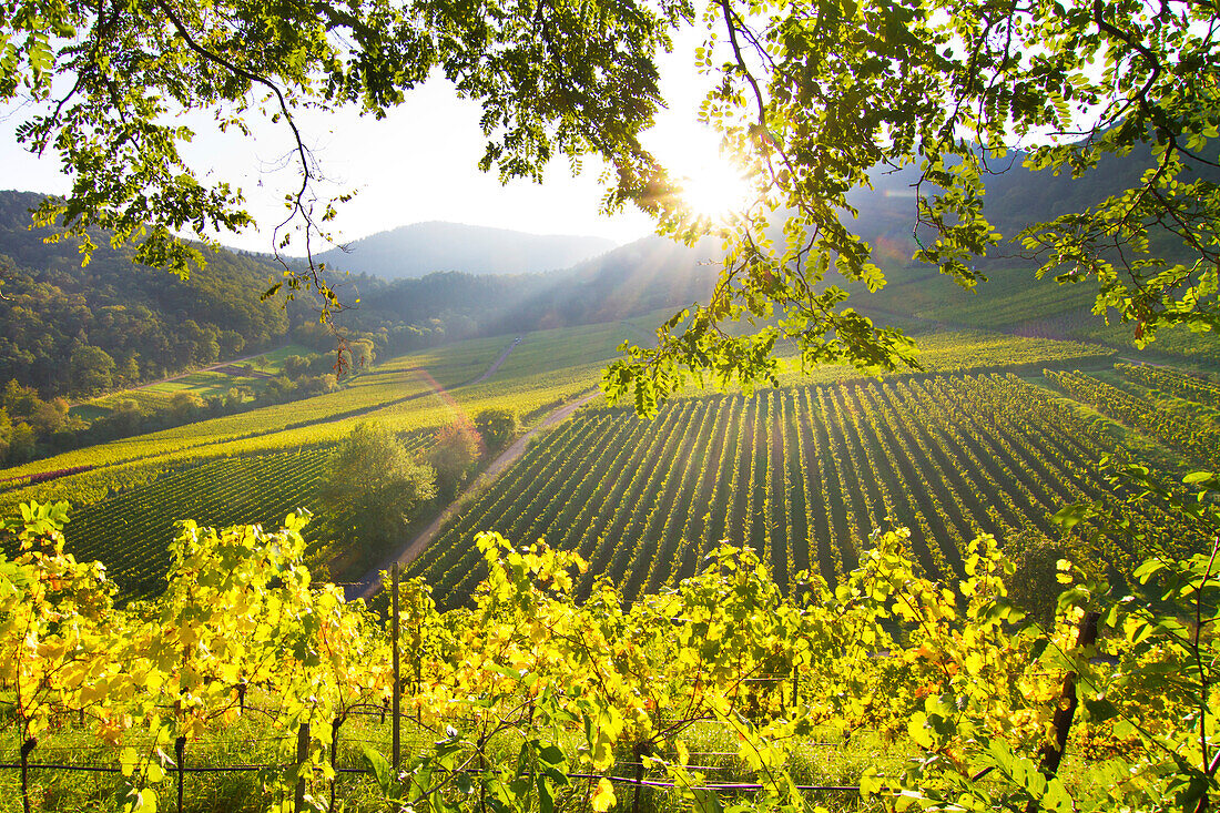 Abendsonne in den Weinbergen vor dem Pfälzerwald, Birkweiler, Rheinland-Pfalz, Deutschland