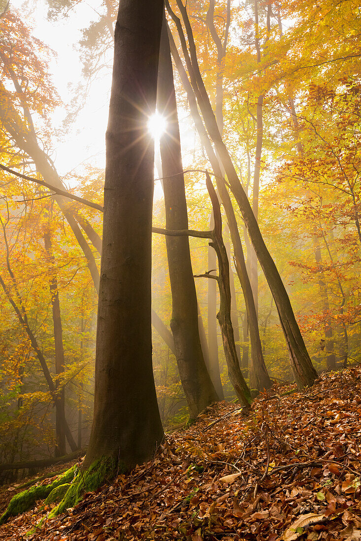  Autumn sun in the Palatinate Forest, Neustadt an der Weinstrasse, Rhineland-Palatinate, Germany 