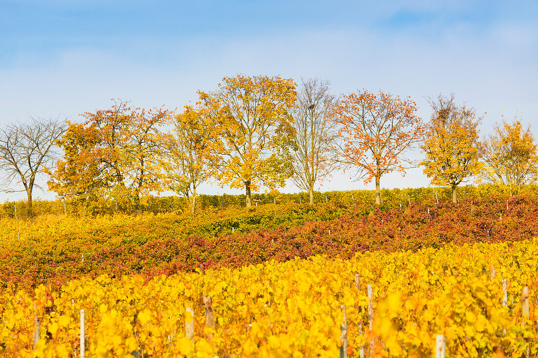  Autumn in the vineyards near Bad Dürkheim, Rhineland-Palatinate, Germany 