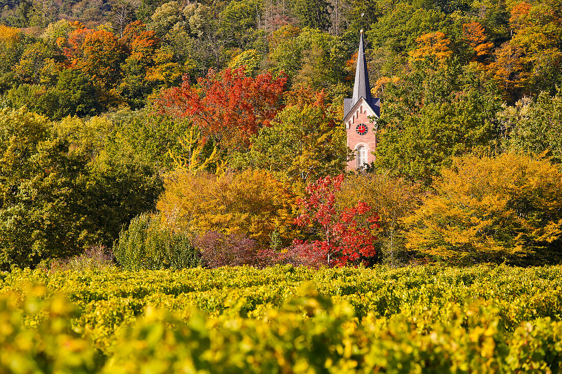  Church tower of the Haardt district in autumn in Neustadt an der Weinstrasse, Rhineland-Palatinate, Germany 