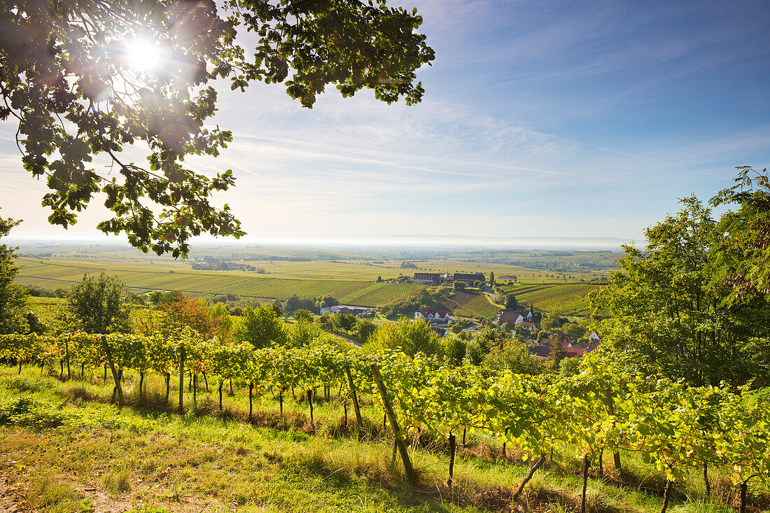  View over the vineyards to the Rhine plain, Leinsweiler, Rhineland-Palatinate, Germany 