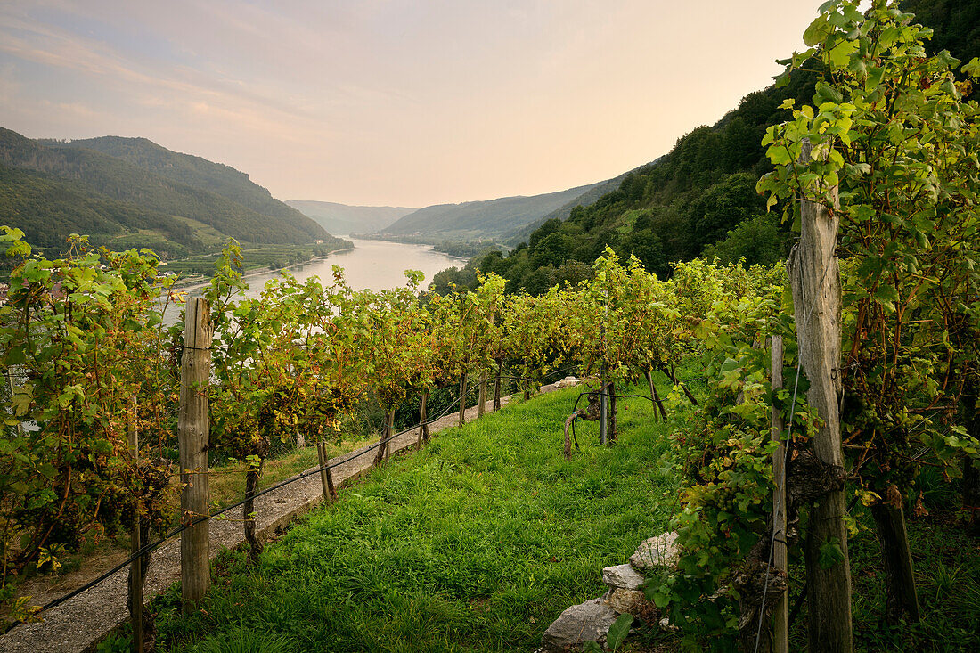 bergige Weingärten bei Spitz an der Donau, UNESCO Welterbe "Kulturlandschaft Wachau", Niederösterreich, Österreich, Europa