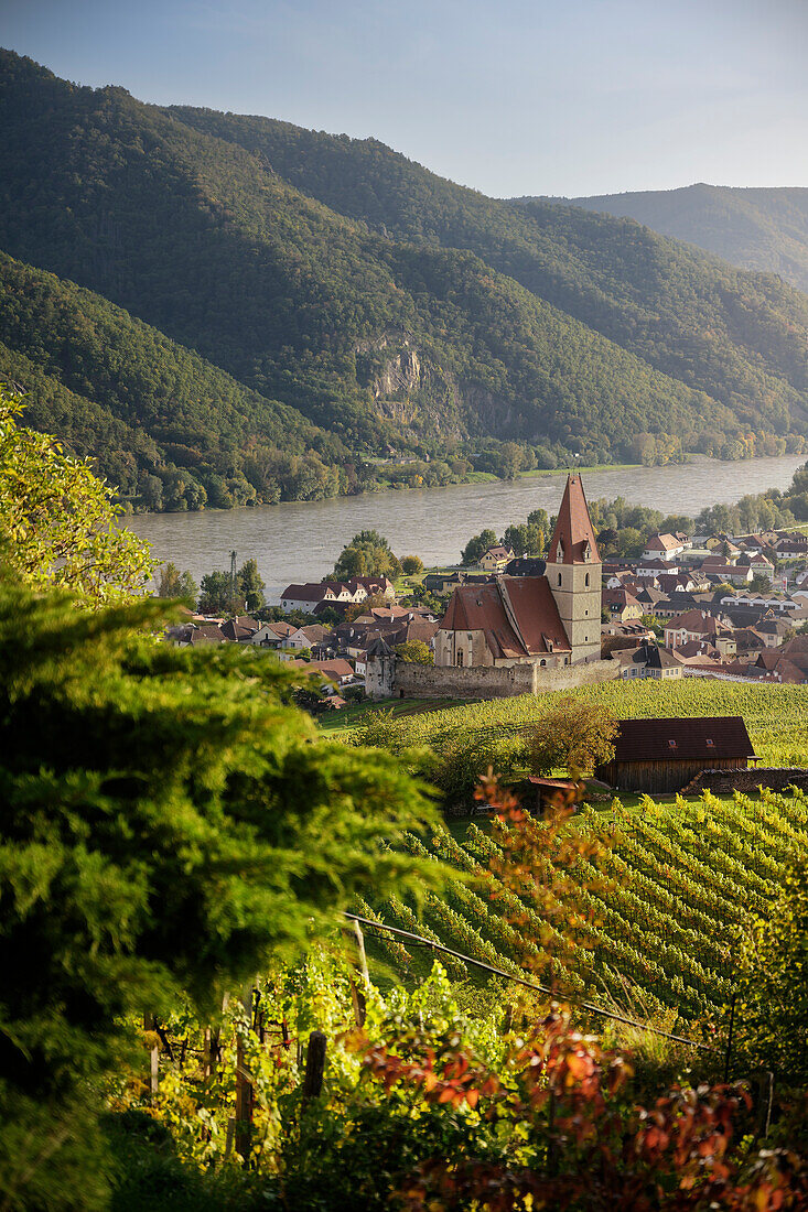 Blick über Weingärten auf Weißenkirchen in der Wachau mit Pfarrkirche Mariä Himmelfahrt und der Donau, UNESCO Welterbe "Kulturlandschaft Wachau", Niederösterreich, Österreich, Europa