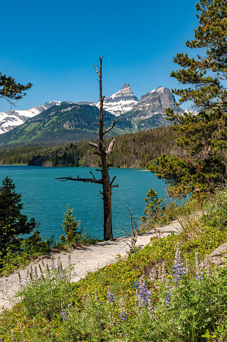 Mountains, Lakes and trees from Sunspot Point in Glacier National Park