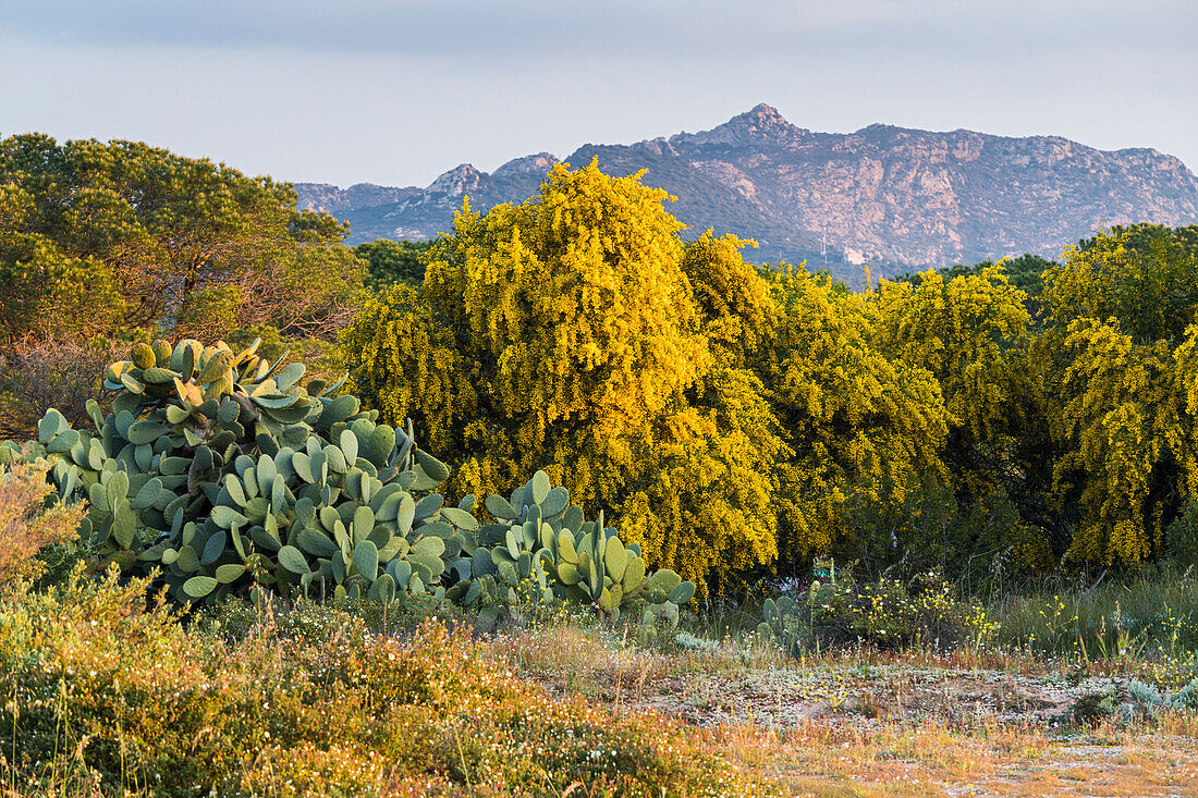  Cacti, vegetation at Isola della Bocca, Olbia, Sardinia, Italy 