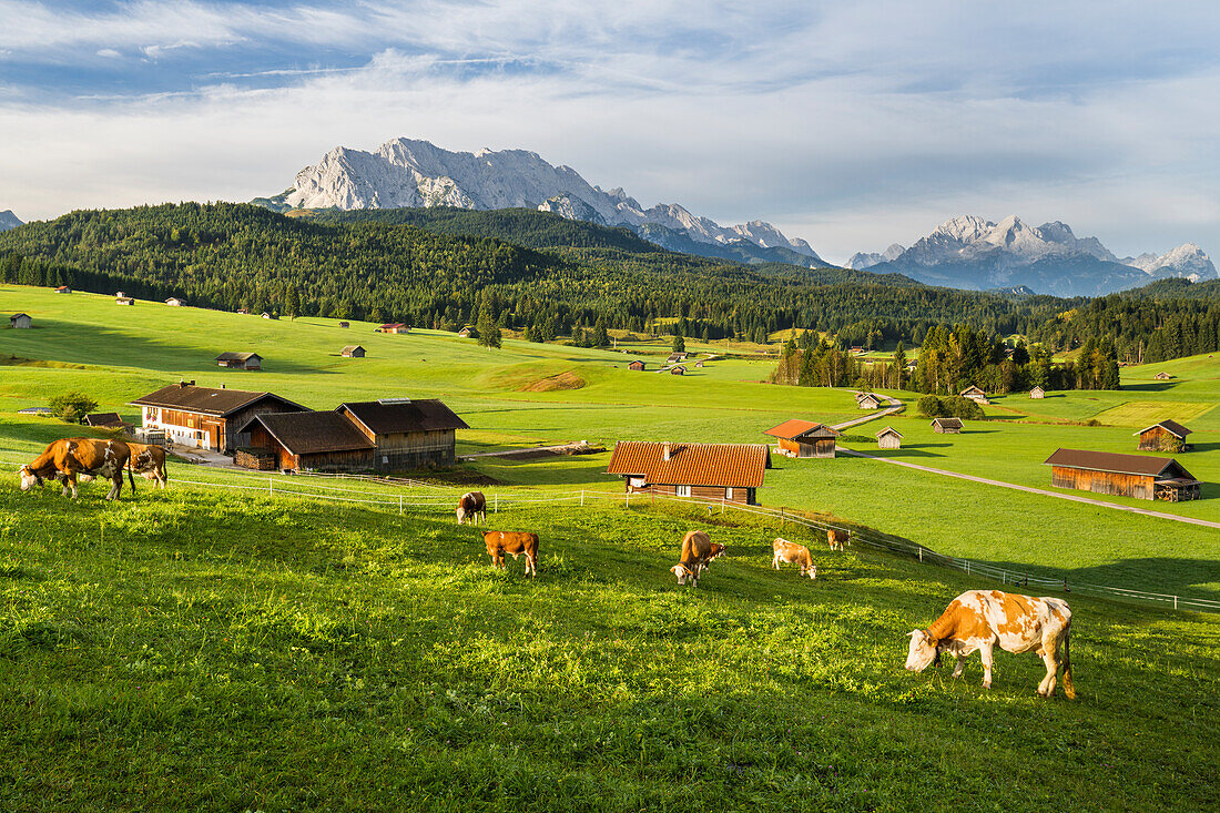  Cows, Buckelwiesen, Krün, Wetterstein Mountains, Mittenwald, Bavaria, Germany 