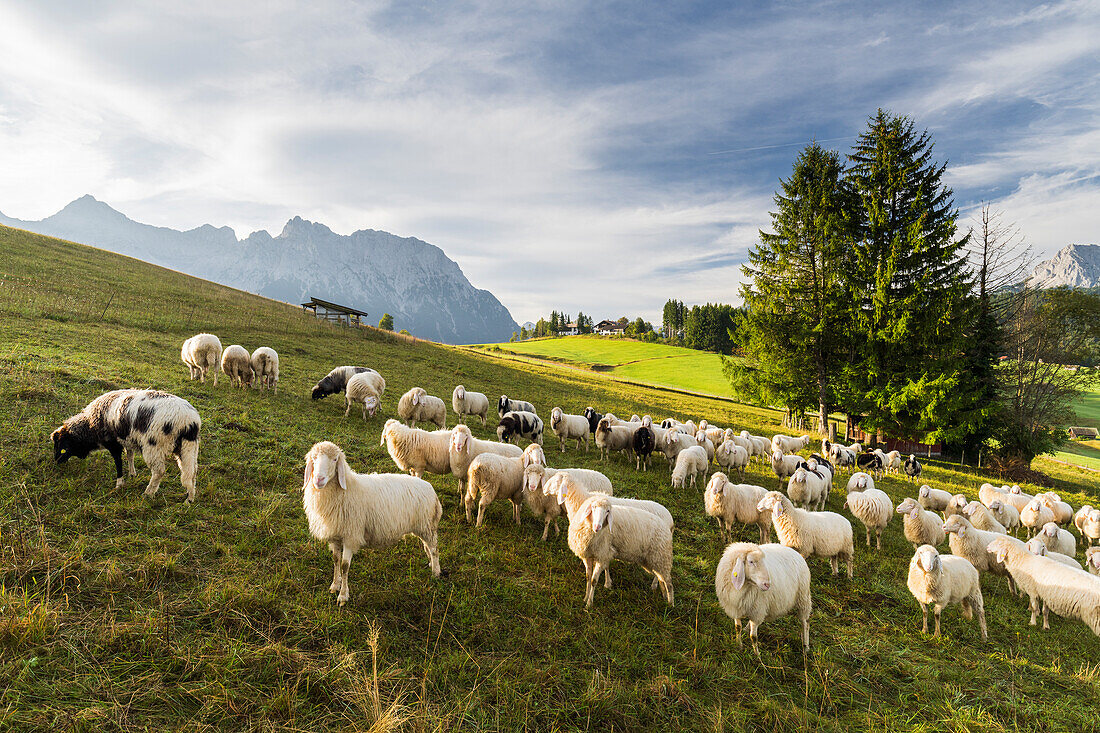  Sheep, Buckelwiesen, Krün, Wetterstein Mountains, Mittenwald, Bavaria, Germany 