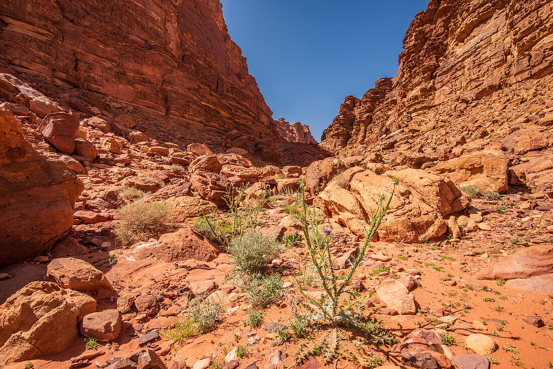  Desert landscape in Wadi Rum, Jordan 