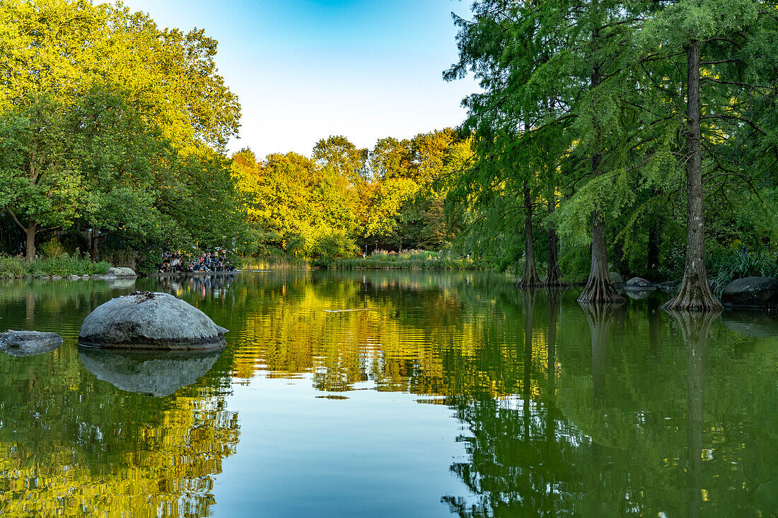  Bald cypresses in the lake of Westpark in Munich, Bavaria, Germany, Europe 