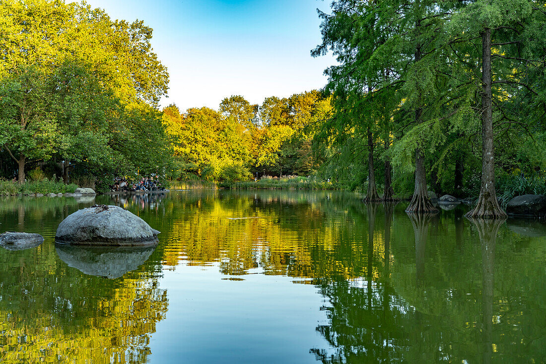 Sumpfzypressen im See vom Westpark in München, Bayern, Deutschland, Europa