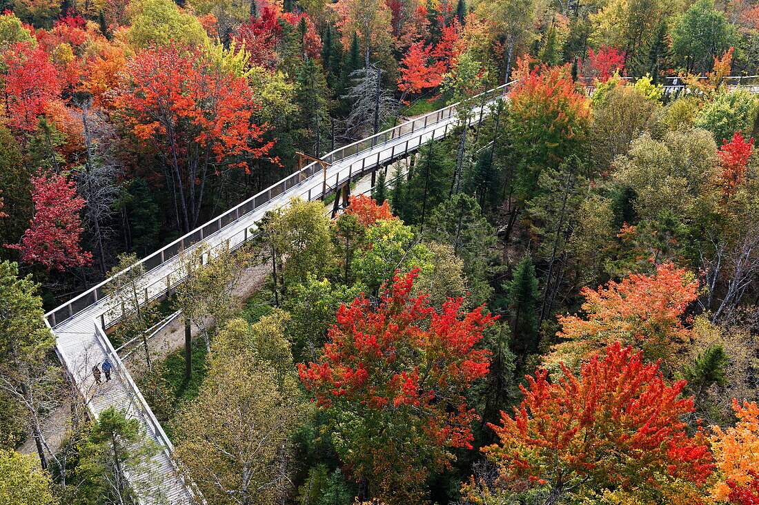 Wald mit Baumwipfelpfad und Touristen, bunte Herbstfärbung der Bäume im Herbst, Quebec, Kanada