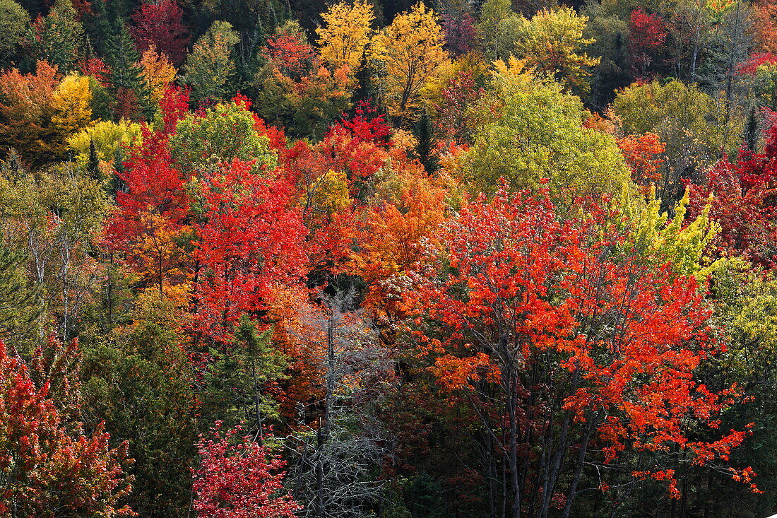 Wald, bunte Herbstfärbung der Bäume im Herbst, Quebec, Kanada