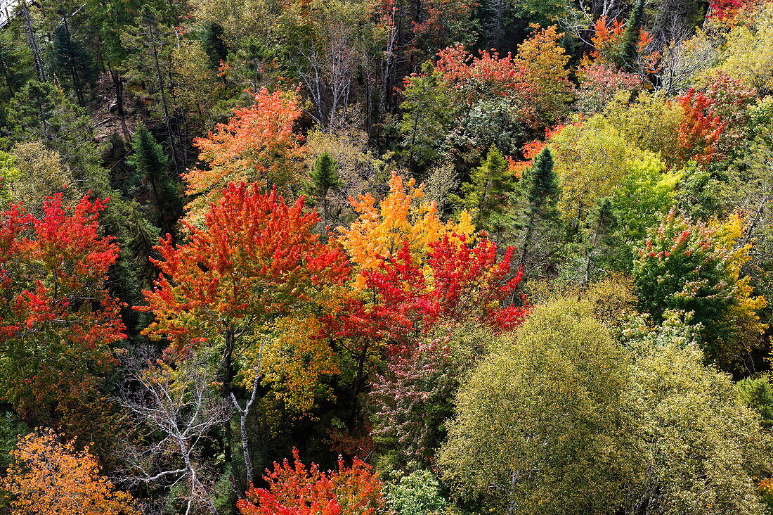 Forest, colorful autumn colors of trees in autumn, Quebec, Canada