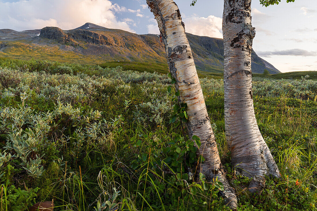  two birch trees, Gisuris massif, Sarek National Park, Lapland, Sweden, Europe 