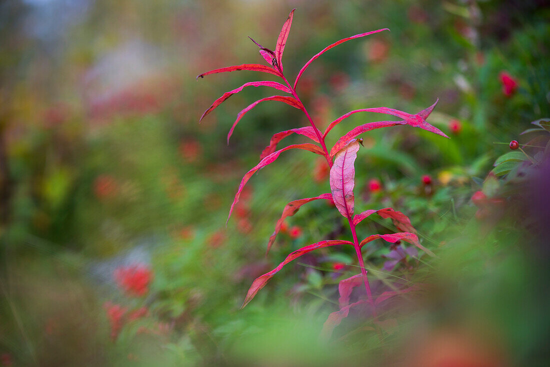  Detail of vegetation, Stora Sjöfallets National Park, Lapland, Sweden, Europe 