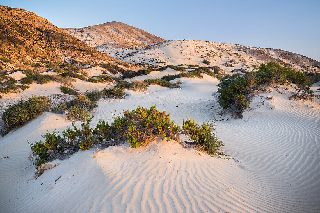 Sanddünen am Playa de Sotavento de Jandia, Fuerteventura, Kanarische Inseln, Spanien