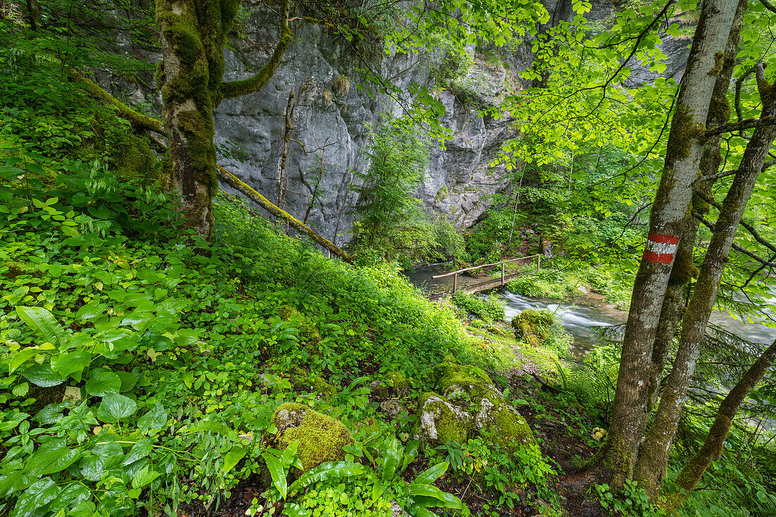  Höllbach, Bluntautal, Salzburg, Austria 