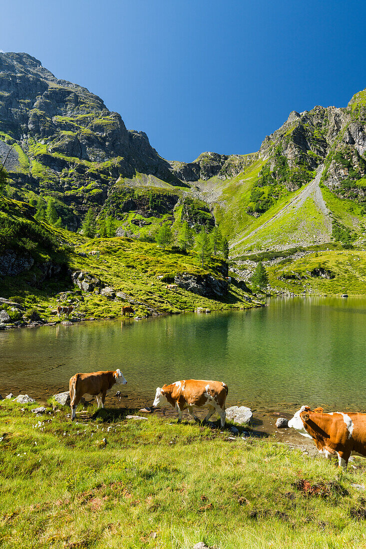  Cows at Moaralmsee, Höchstein, Schladminger Tauern, Styria, Austria 