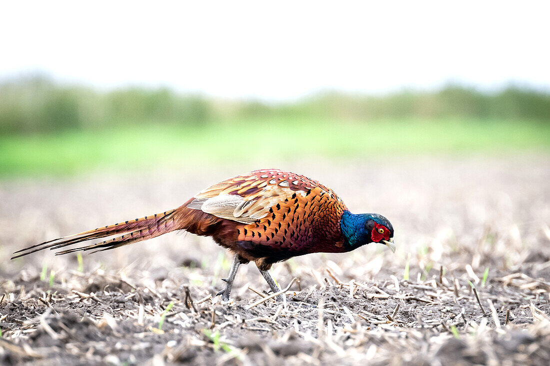 Pheasant (Phasianus colchicus) foraging