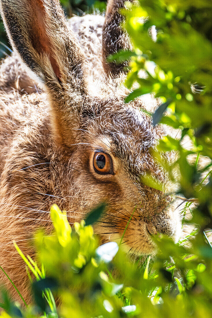 Young brown hare, (Lepus europaeus), close-up portrait, feeding