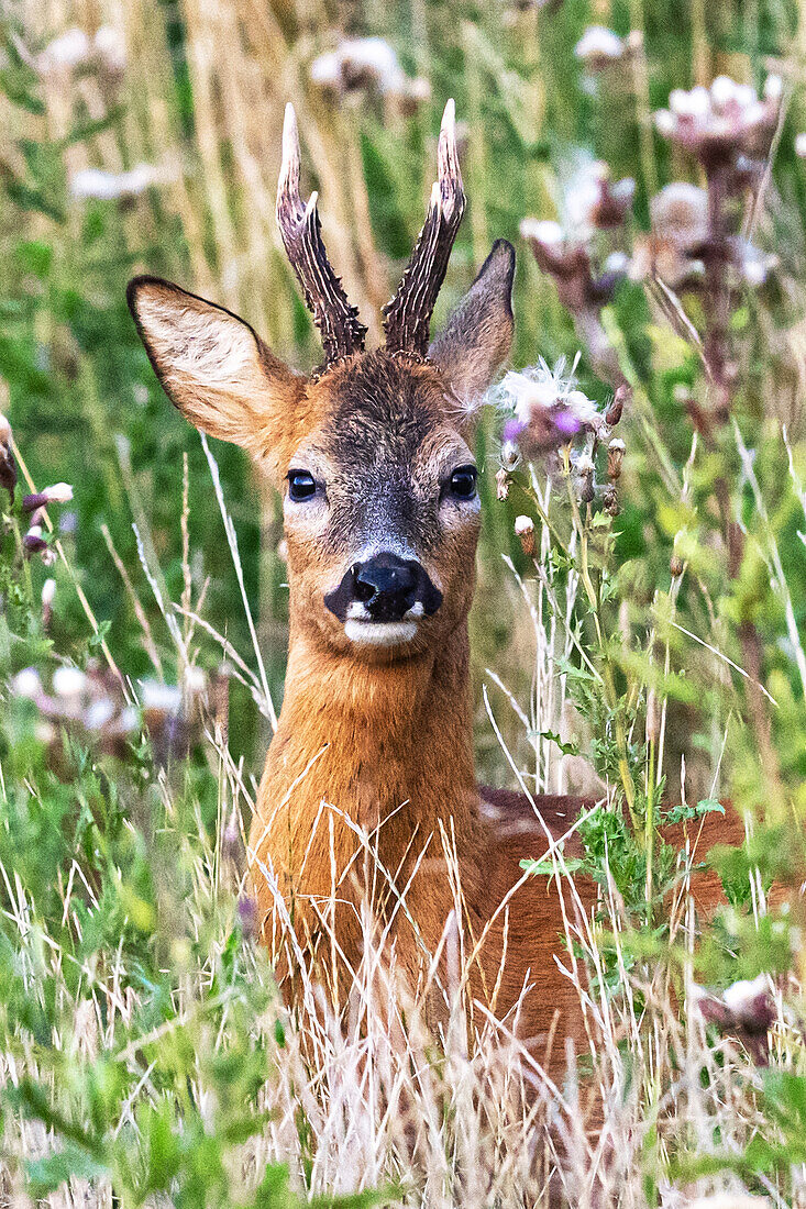 Rehbock (Capreolus capreolus) in einem Feldrandstreifen