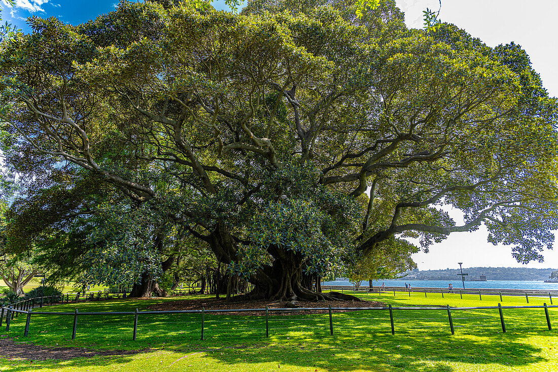 Baum Botanischer Garten, Sydney, Australien