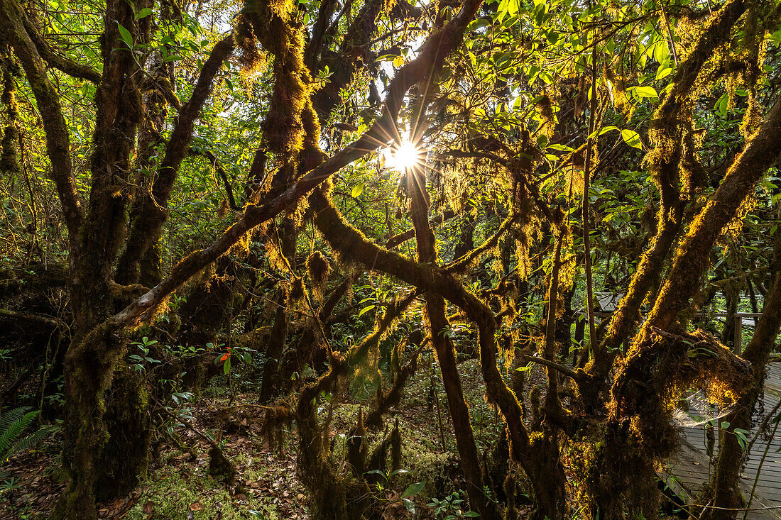 Urwald am Ang Ka Luang Nature Trail im Doi Inthanon Nationalpark, Chiang Mai, Thailand, Asien  