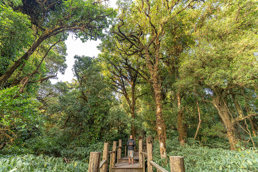 Der Yod Doi Nature Trail im Doi Inthanon Nationalpark, Chiang Mai, Thailand, Asien   