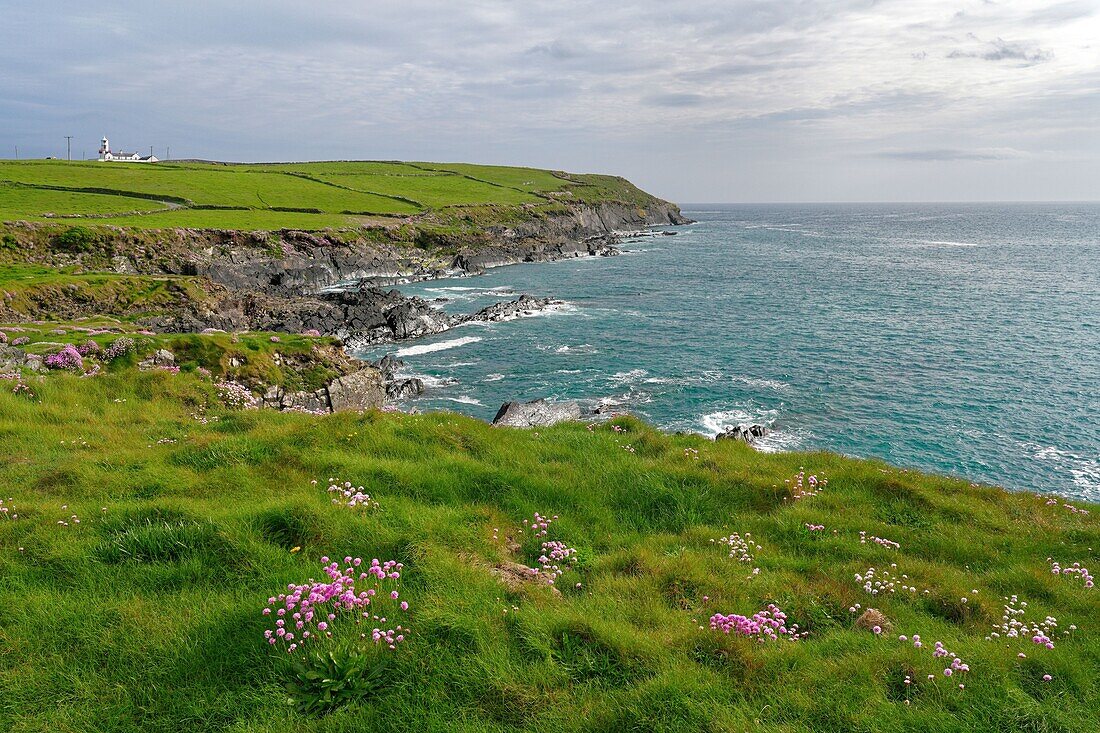 Ireland, County Cork, Dundeady Island, coast at Galley Head Lighthouse